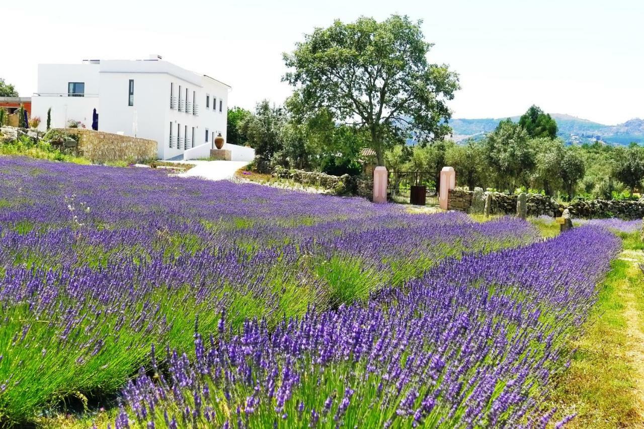 Quinta Das Lavandas Castelo de Vide Dış mekan fotoğraf